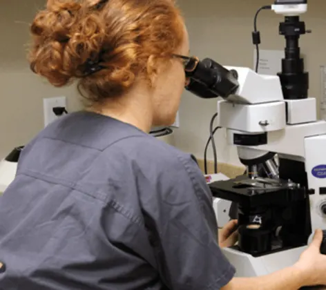 A staff member at Conejo Valley Veterinary Hospital looking through a microscope